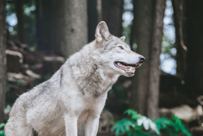 Close-up of a dog looking away