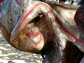 Close-up of a tree trunk