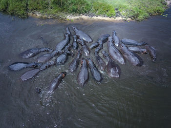 High angle view of fish swimming in sea