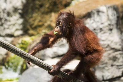 A young orangutan is eating a leaf and climbing a rope while families watch in a zoo.