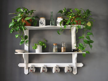 Potted plants and ceramics on shelf at home