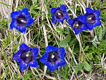 Close-up of blue crocus flowers on field