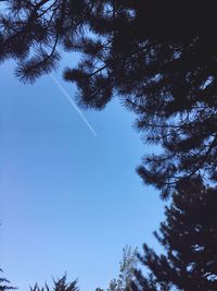 Low angle view of tree against blue sky