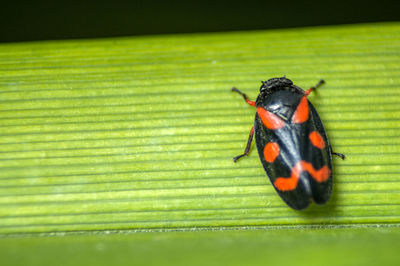 Close-up of insect on leaf