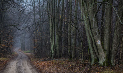 Road amidst trees in forest