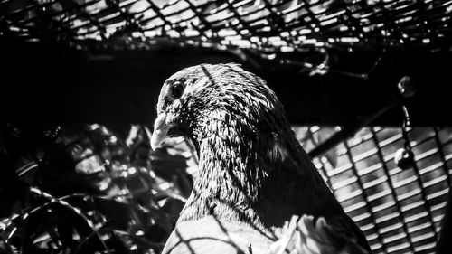 Close-up of bird in zoo