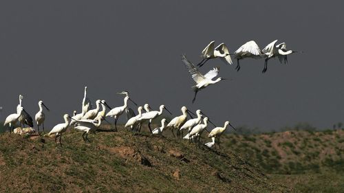 Side view of birds on landscape