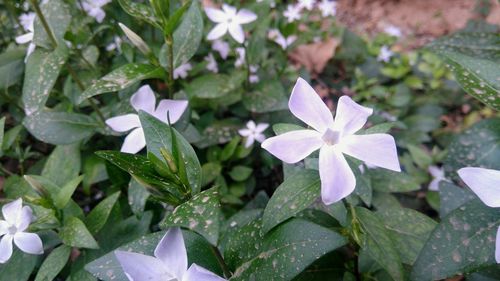 Close-up of purple flowers