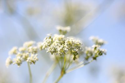 Close-up of white flowers