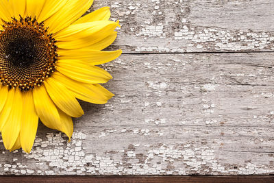 Directly above shot of sunflower