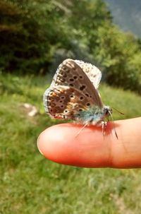 Close-up of hand holding insect on grass