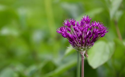 Close-up of purple flowering plant on field