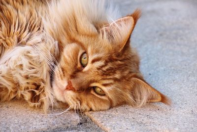 Portrait of ginger cat lying down
