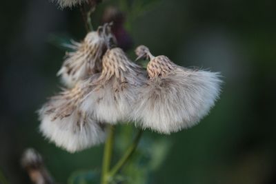 Close-up of flower against blurred background