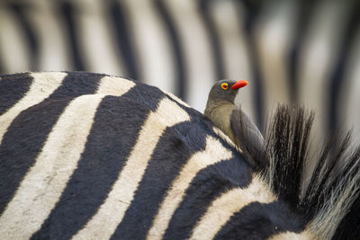 Bird perching on zebra