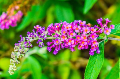 Close-up of purple flowering plant