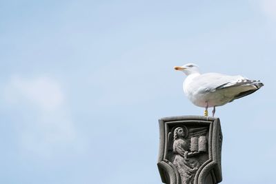 Low angle view of seagull perching on the sky