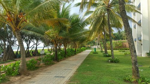 Footpath amidst trees