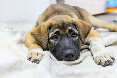 Close-up portrait of dog lying on bed