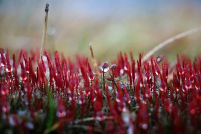 Close-up of plants growing on field