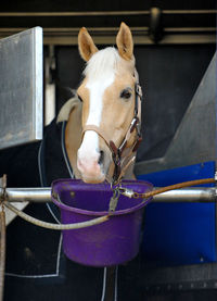 Horse in stable