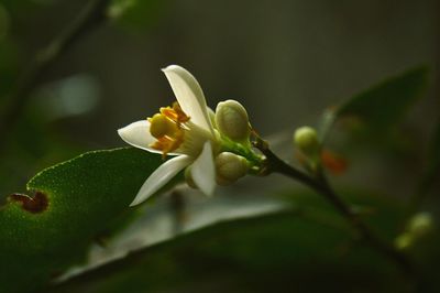 Close-up of flowering plant