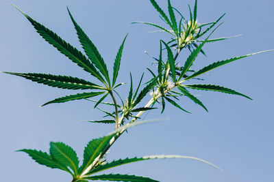 Close-up of fresh plant against sky