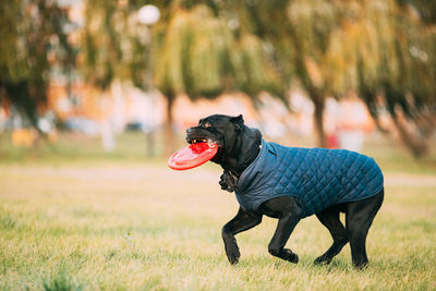 Dog running on grassy field