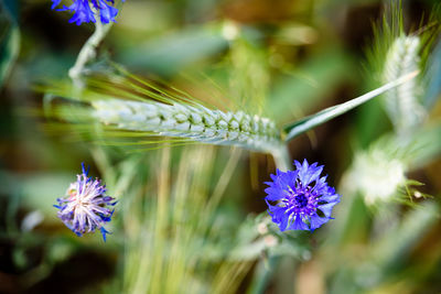 Close-up of bumblebee on purple flower