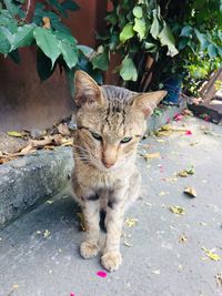 Portrait of tabby cat