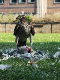 Bird perching on a field