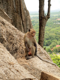 Monkey sitting on tree trunk