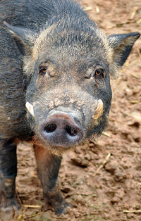 Close-up portrait of an animal