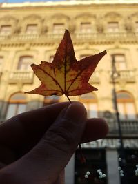 Person holding maple leaf during autumn