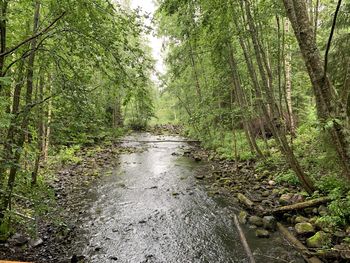 Stream amidst trees in forest