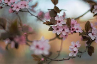 Close-up of cherry blossoms blooming on tree