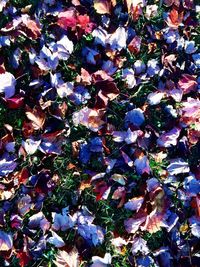 Full frame shot of multi colored leaves