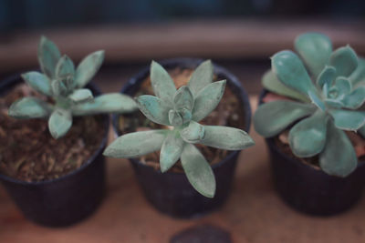 High angle view of succulent plant