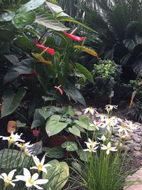 Close-up of flowers