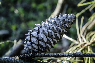 Close-up of pine cone on branch