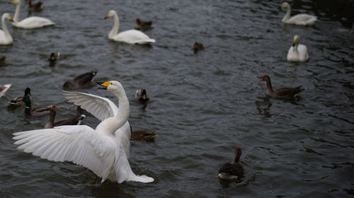 Swans swimming in lake