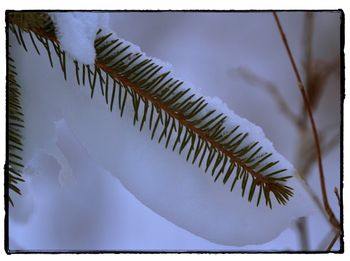 Close-up of snow on plant during winter