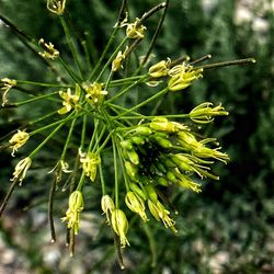 Close-up of plant