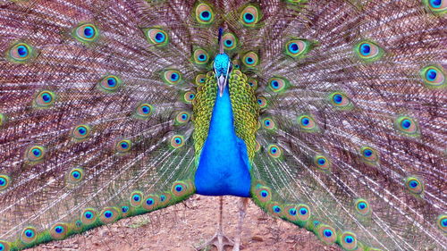 Close-up of peacock feathers