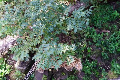 High angle view of plants growing on land