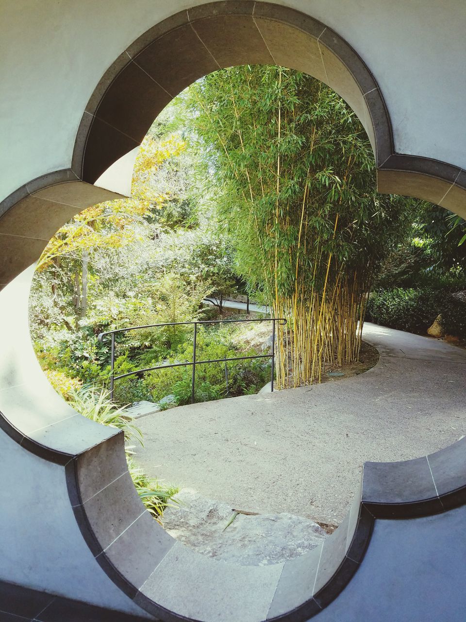 PLANTS GROWING AGAINST BUILDING