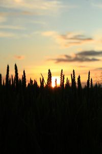 Scenic view of landscape at sunset