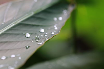 Close-up of raindrops on leaves