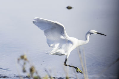 Seagull flying over lake