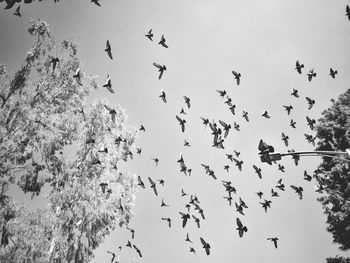 Low angle view of birds in flight